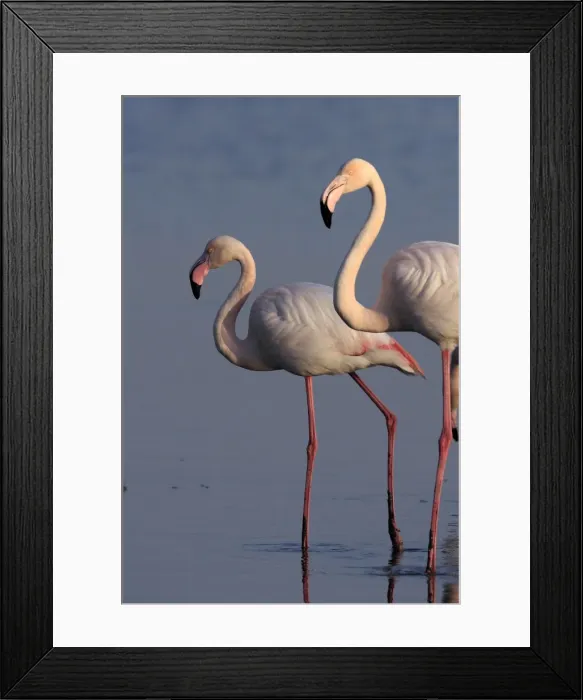Framed Print : Picture No. 10888411 Framed Print : Picture No. 10888411