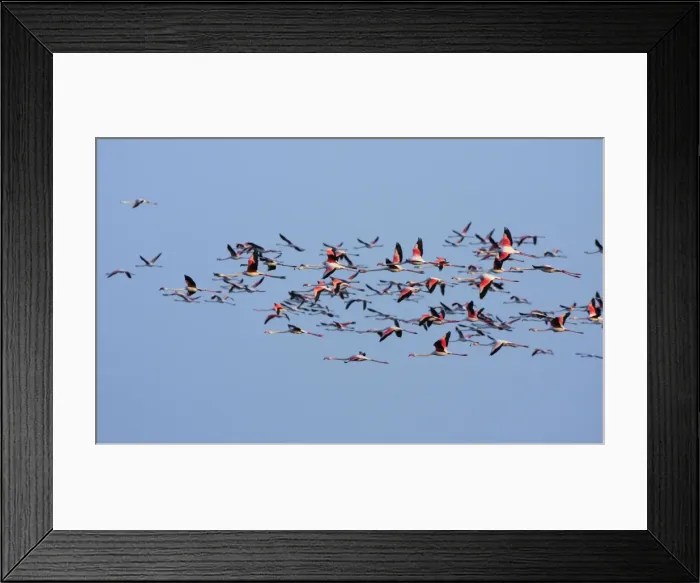 Framed Print : Picture No. 10888412 Framed Print : Picture No. 10888412