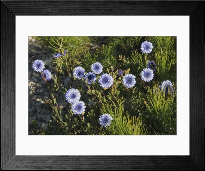Framed Print : Picture No. 10888415 Framed Print : Picture No. 10888415