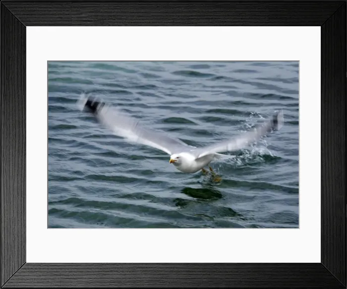 Framed Print : Picture No. 10888417 Framed Print : Picture No. 10888417