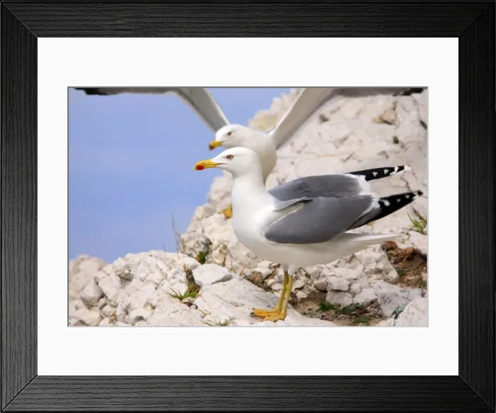 Framed Print : Picture No. 10888418 Framed Print : Picture No. 10888418