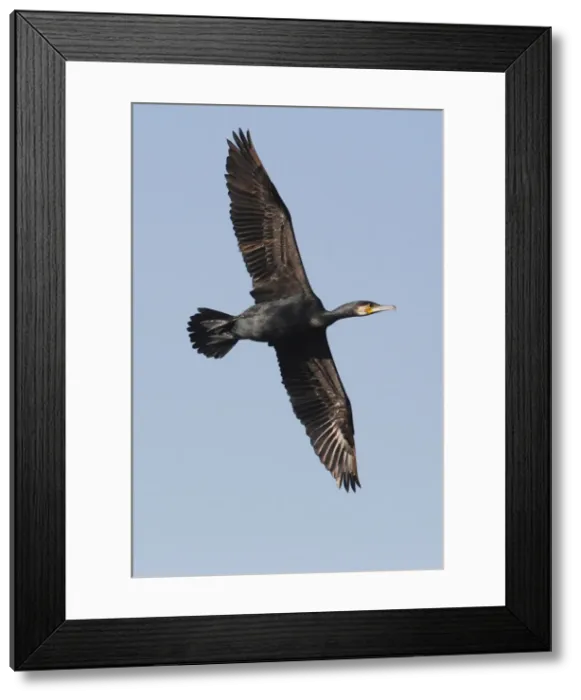 Framed Print : Picture No. 10888421 Framed Print : Picture No. 10888421