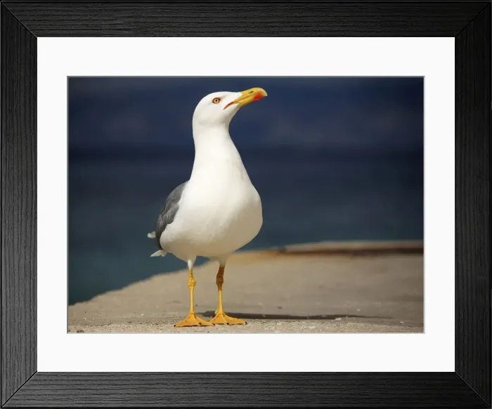 Framed Print : Picture No. 10888420 Framed Print : Picture No. 10888420