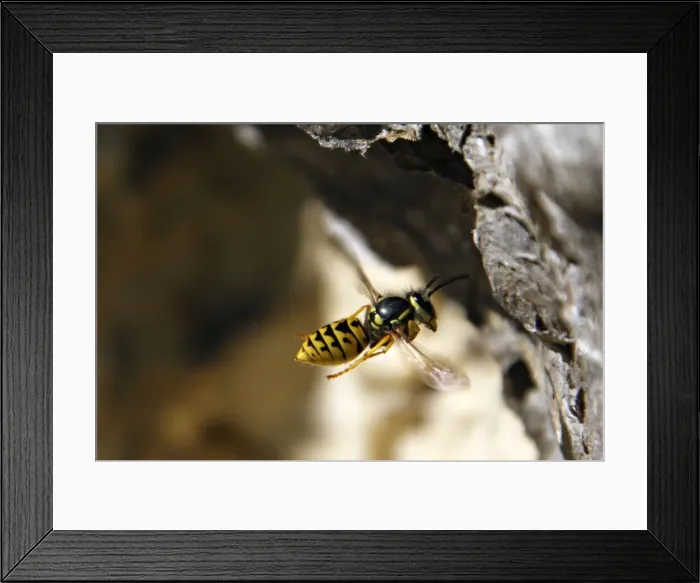 Framed Print : Picture No. 10888423 Framed Print : Picture No. 10888423