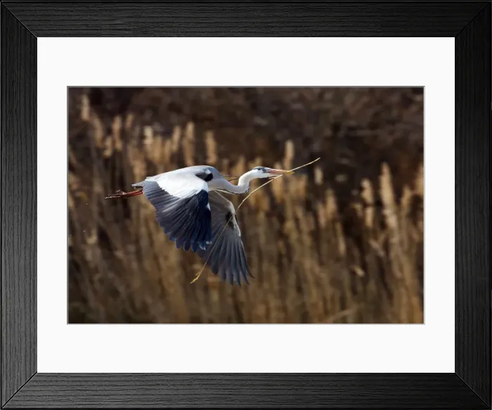 Framed Print : Picture No. 10888424 Framed Print : Picture No. 10888424