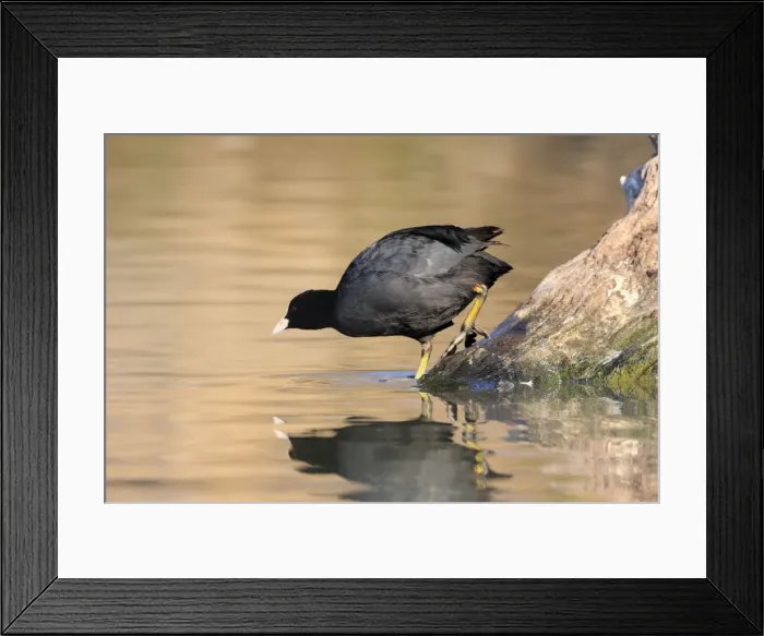 Framed Print : Picture No. 10888414 Framed Print : Picture No. 10888414