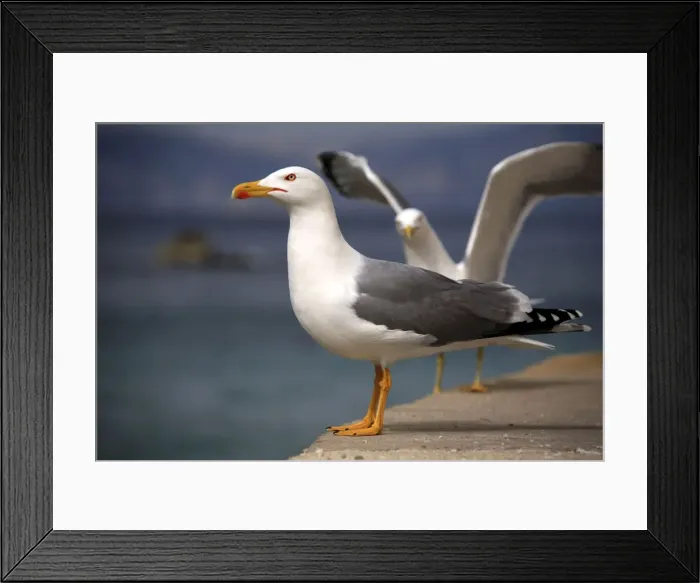 Framed Print : Picture No. 10888419 Framed Print : Picture No. 10888419
