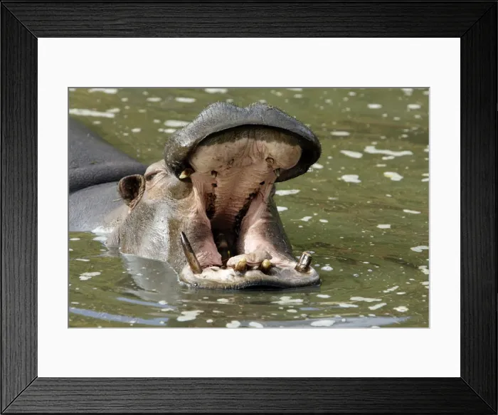 Framed Print : Picture No. 10888425