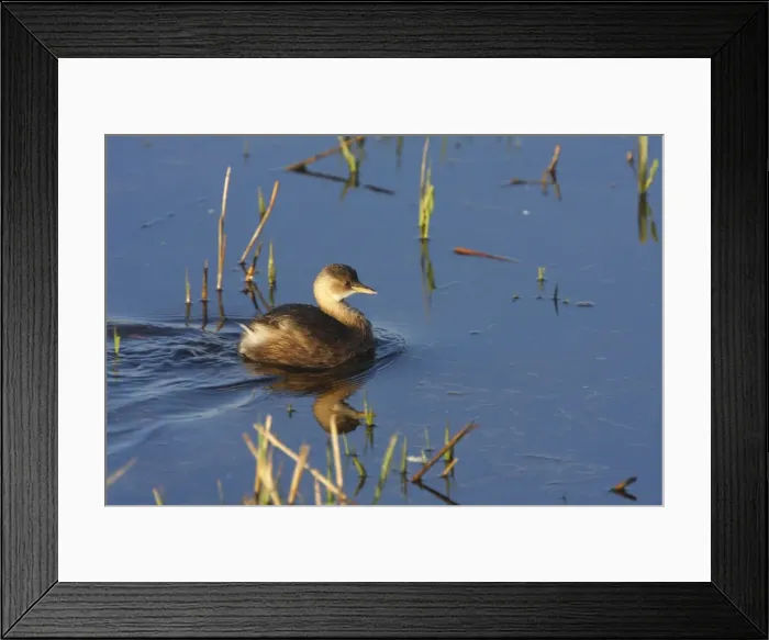 Framed Print : Picture No. 10888422 Framed Print : Picture No. 10888422