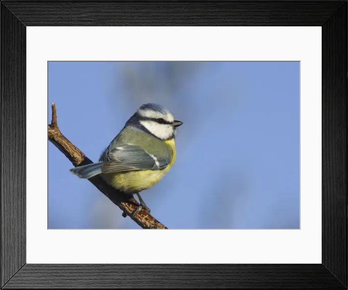 Framed Print : Picture No. 10888428 Framed Print : Picture No. 10888428