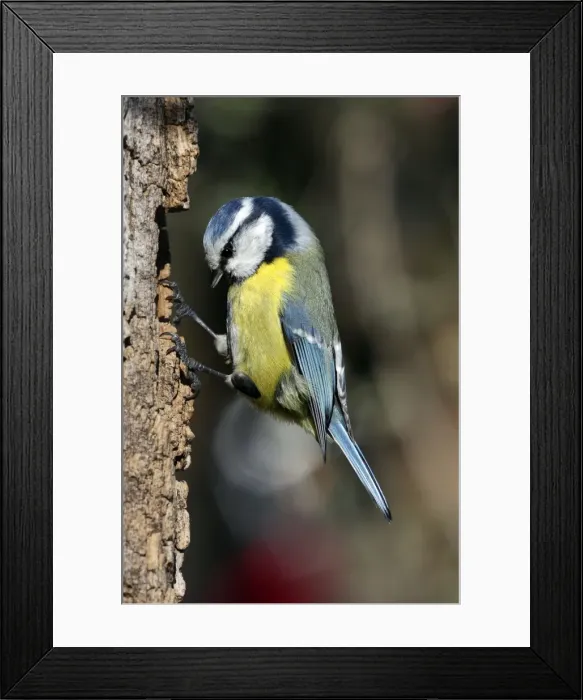 Framed Print : Picture No. 10888432 Framed Print : Picture No. 10888432