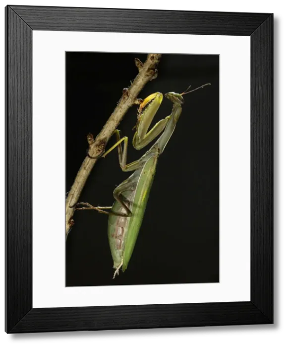 Framed Print : Picture No. 10888427
