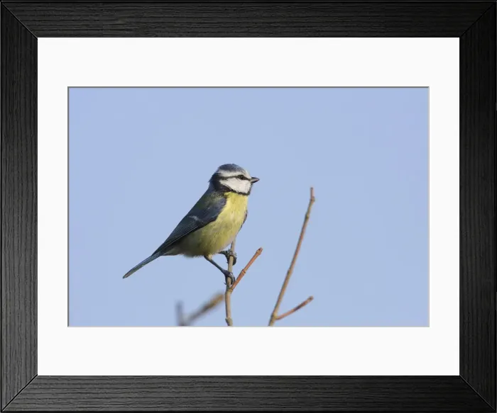 Framed Print : Picture No. 10888431 Framed Print : Picture No. 10888431