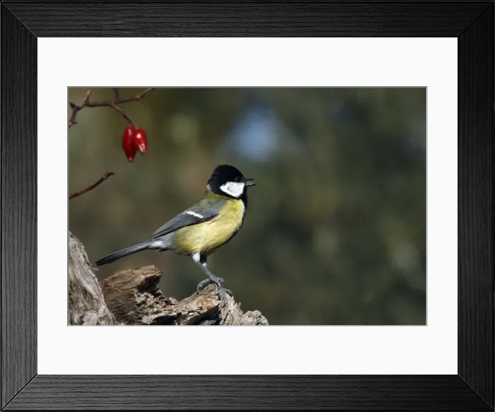 Framed Print : Picture No. 10888433 Framed Print : Picture No. 10888433