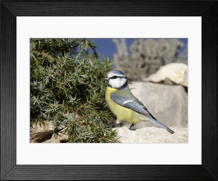 Framed Print : Picture No. 10888429