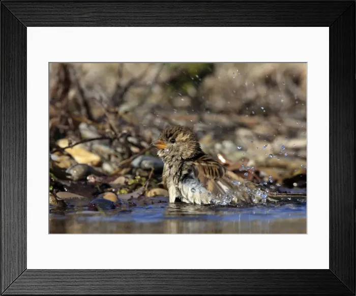 Framed Print : Picture No. 10888434 Framed Print : Picture No. 10888434