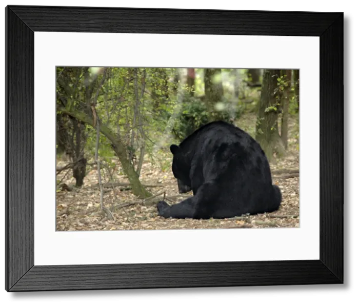 Framed Print : Picture No. 10888435 Framed Print : Picture No. 10888435
