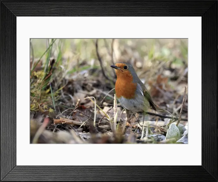 Framed Print : Picture No. 10888440 Framed Print : Picture No. 10888440