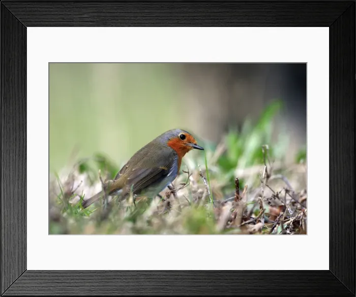 Framed Print : Picture No. 10888439 Framed Print : Picture No. 10888439