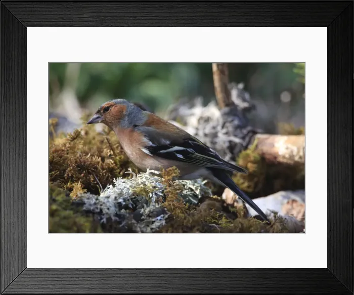 Framed Print : Picture No. 10888437 Framed Print : Picture No. 10888437