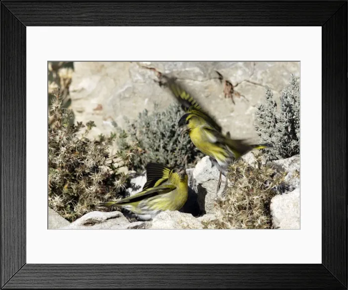 Framed Print : Picture No. 10888443 Framed Print : Picture No. 10888443