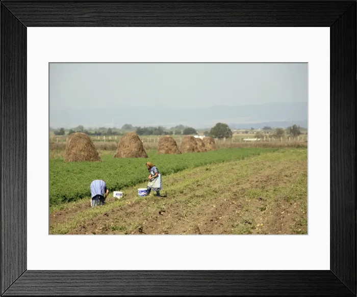 Framed Print : Picture No. 10888438 Framed Print : Picture No. 10888438