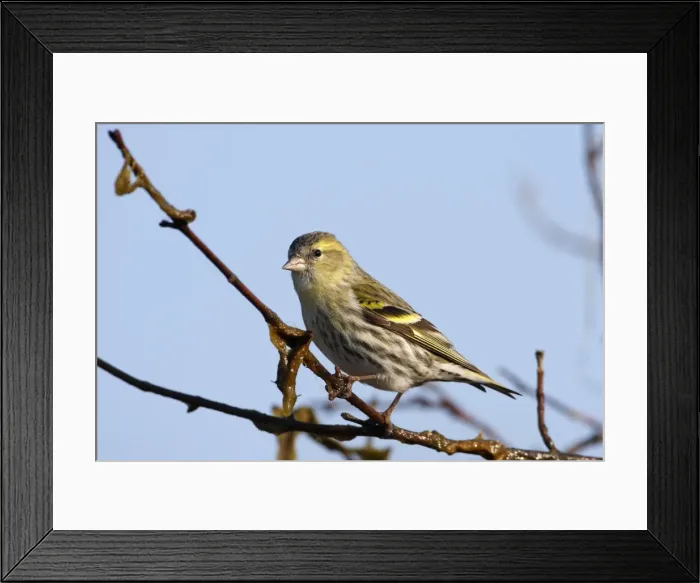 Framed Print : Picture No. 10888446 Framed Print : Picture No. 10888446