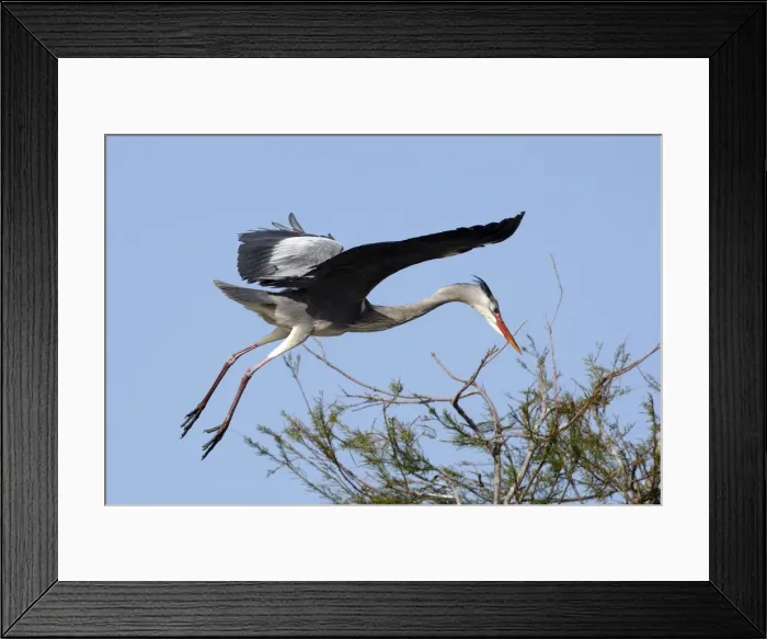 Framed Print : Picture No. 10888497