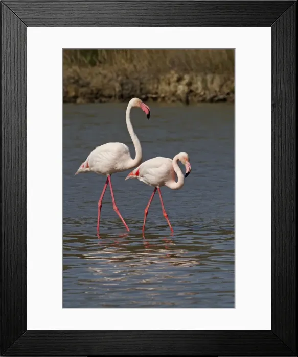 Framed Print : Picture No. 10888495 Framed Print : Picture No. 10888495