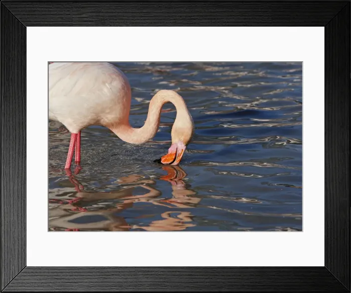 Framed Print : Picture No. 10888492 Framed Print : Picture No. 10888492