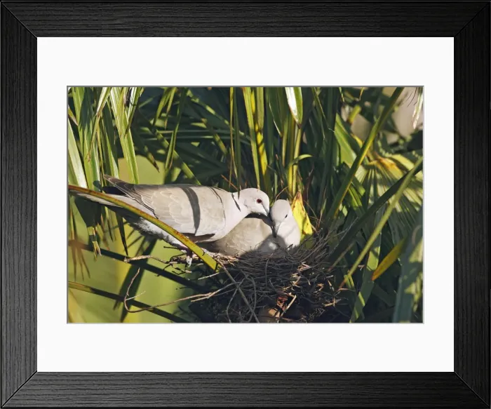 Framed Print : Picture No. 10888499 Framed Print : Picture No. 10888499
