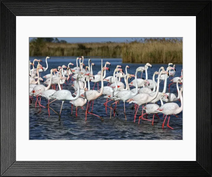 Framed Print : Picture No. 10888490 Framed Print : Picture No. 10888490