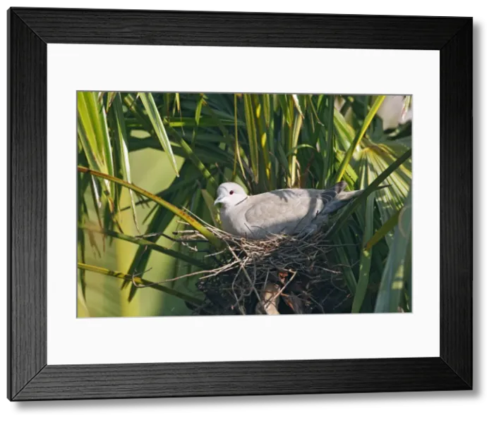 Framed Print : Picture No. 10888498