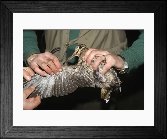 Framed Print : Picture No. 10888502 Framed Print : Picture No. 10888502