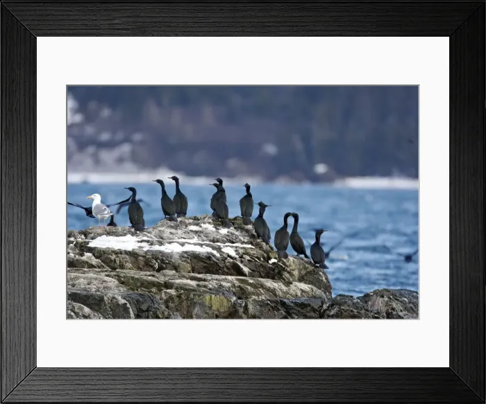 Framed Print : Picture No. 10888514 Framed Print : Picture No. 10888514