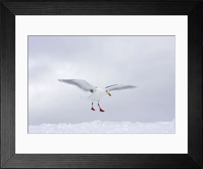 Framed Print : Picture No. 10888516 Framed Print : Picture No. 10888516
