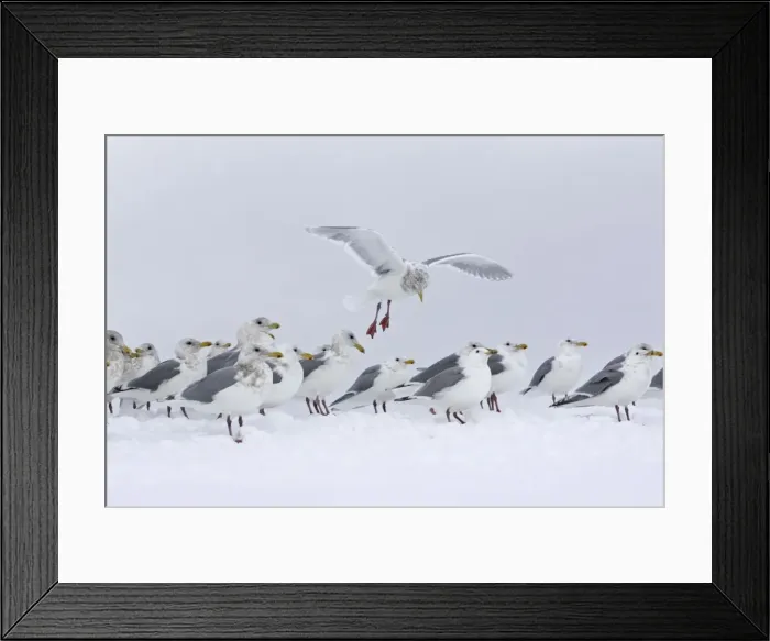 Framed Print : Picture No. 10888517 Framed Print : Picture No. 10888517