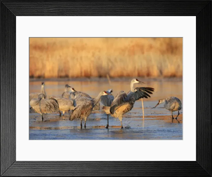 Framed Print : Picture No. 10888562 Framed Print : Picture No. 10888562