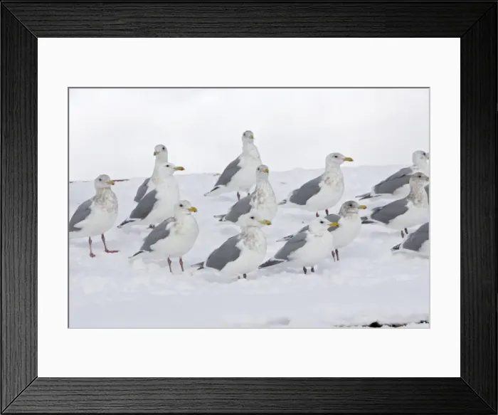 Framed Print : Picture No. 10888515 Framed Print : Picture No. 10888515