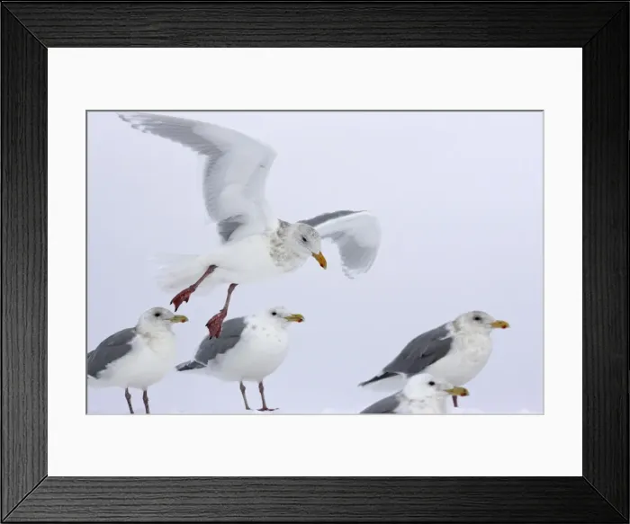 Framed Print : Picture No. 10888518 Framed Print : Picture No. 10888518