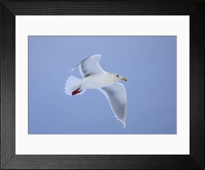 Framed Print : Picture No. 10888521 Framed Print : Picture No. 10888521