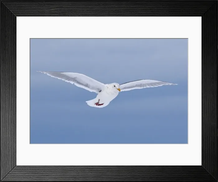 Framed Print : Picture No. 10888520 Framed Print : Picture No. 10888520