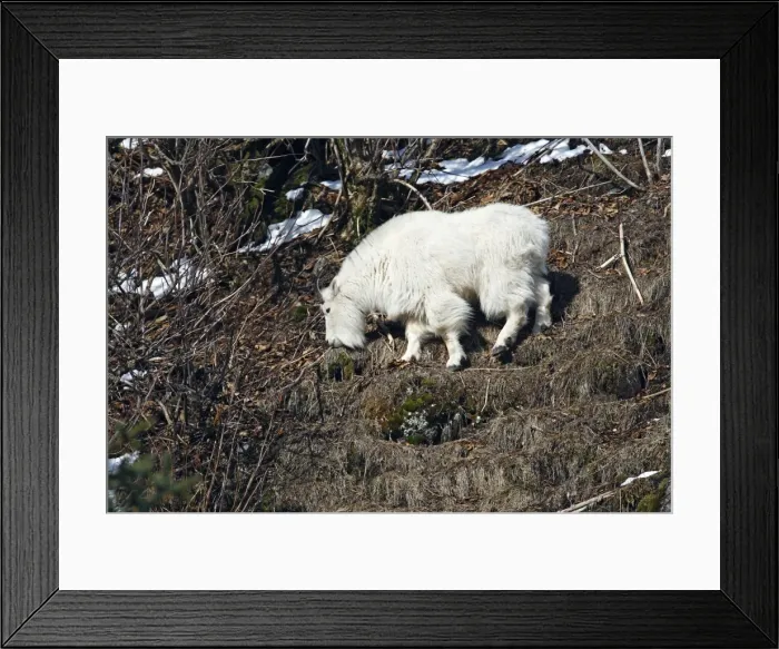 Framed Print : Picture No. 10888513 Framed Print : Picture No. 10888513