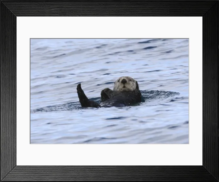 Framed Print : Picture No. 10888525 Framed Print : Picture No. 10888525