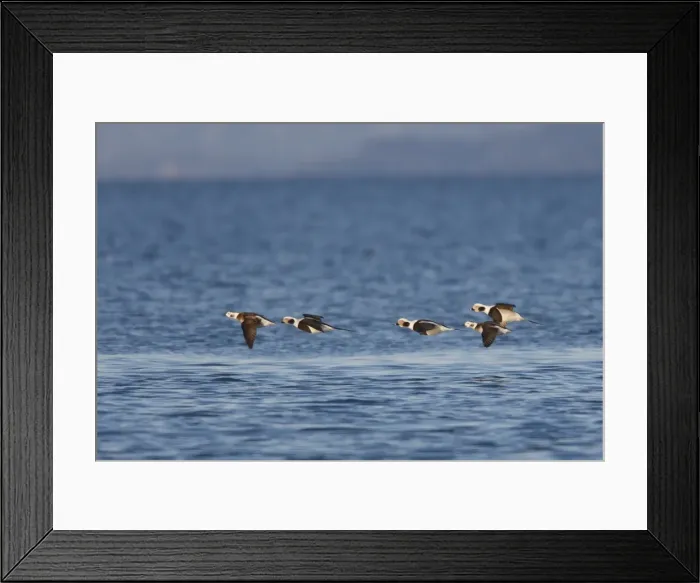 Framed Print : Picture No. 10888522 Framed Print : Picture No. 10888522