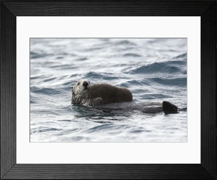 Framed Print : Picture No. 10888527 Framed Print : Picture No. 10888527