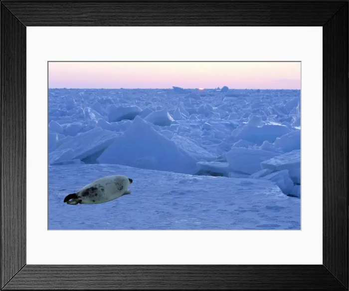 Framed Print : Picture No. 10888528 Framed Print : Picture No. 10888528