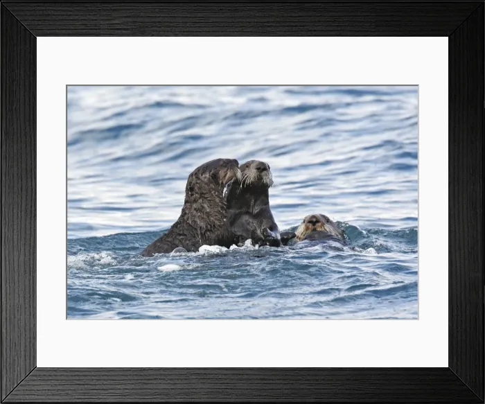 Framed Print : Picture No. 10888526 Framed Print : Picture No. 10888526
