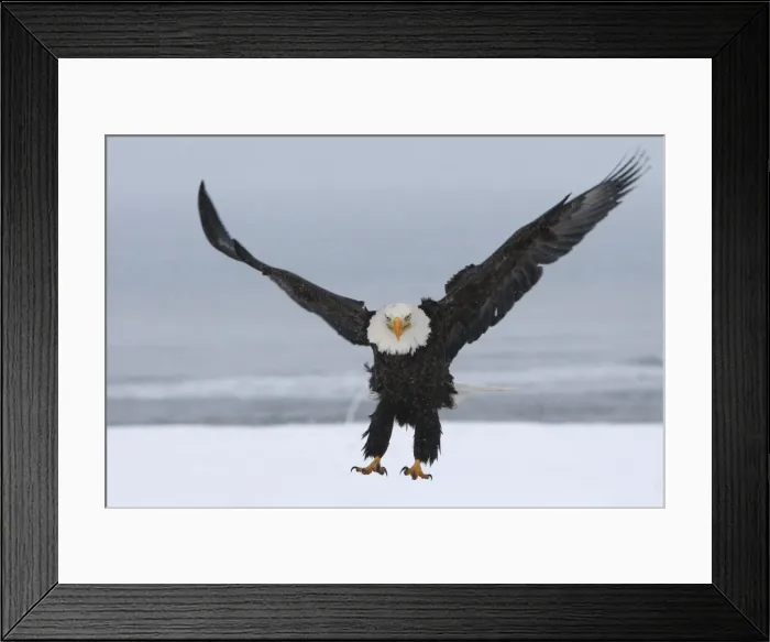 Framed Print : Picture No. 10888529 Framed Print : Picture No. 10888529