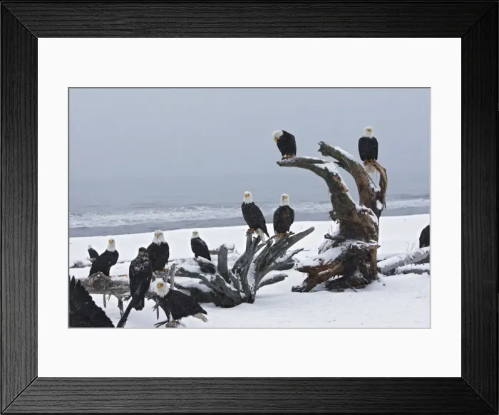 Framed Print : Picture No. 10888531 Framed Print : Picture No. 10888531